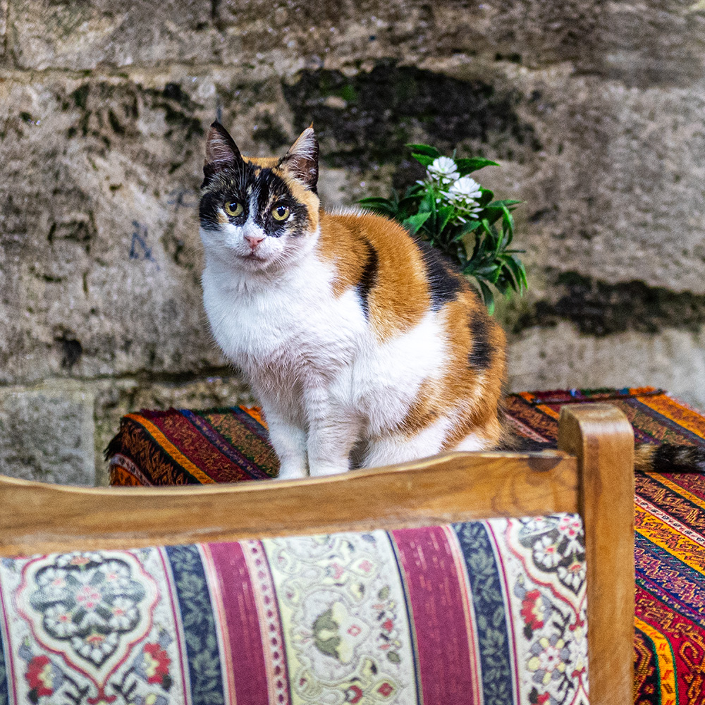Cat sitting on a table