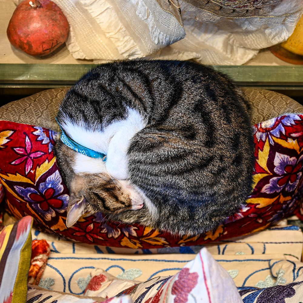 Cat rolled up in a pillow sleeping